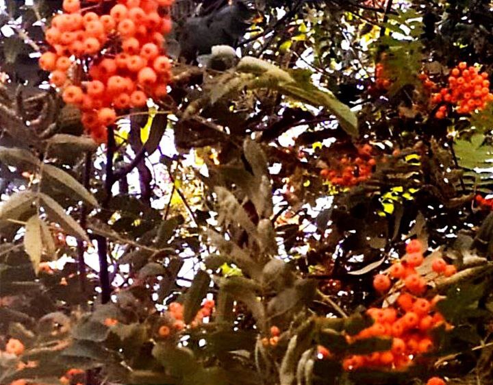 Рябиновый праздник мы отмечаем не только осенью, 10 сентября, но и в конце мая 