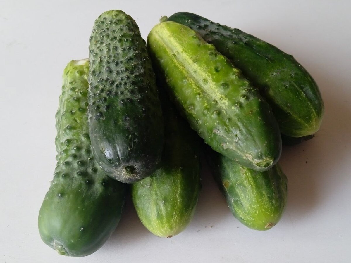 Если вы хотите собрать хороший урожай огурцов, высаживайте их на грядку 27 мая 