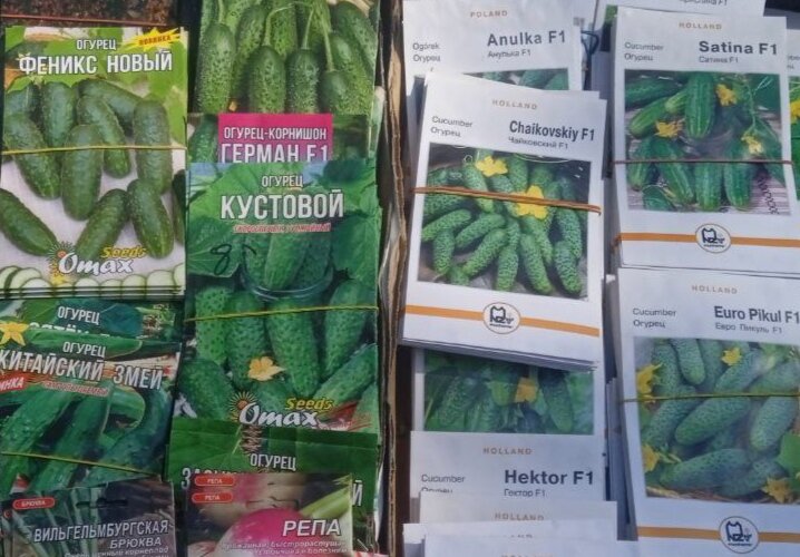 День хорош для посева семян огурцов 