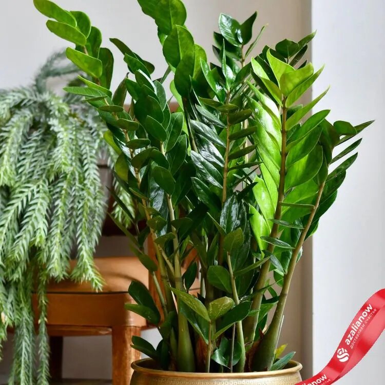 Фото: Замиокулькас замиелистный от AzaliaNow