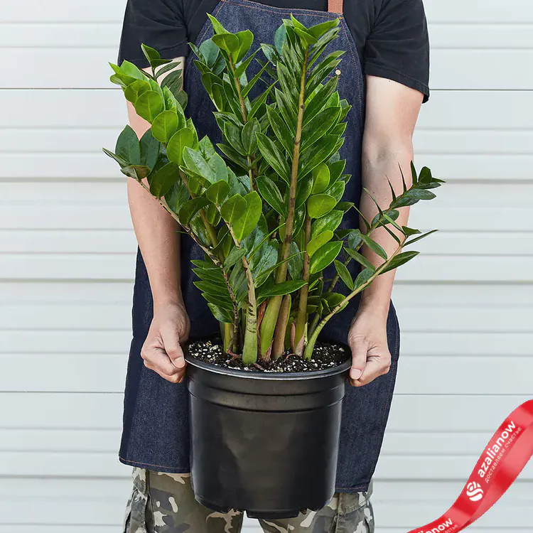 Фото: Замиокулькас замиелистный от AzaliaNow