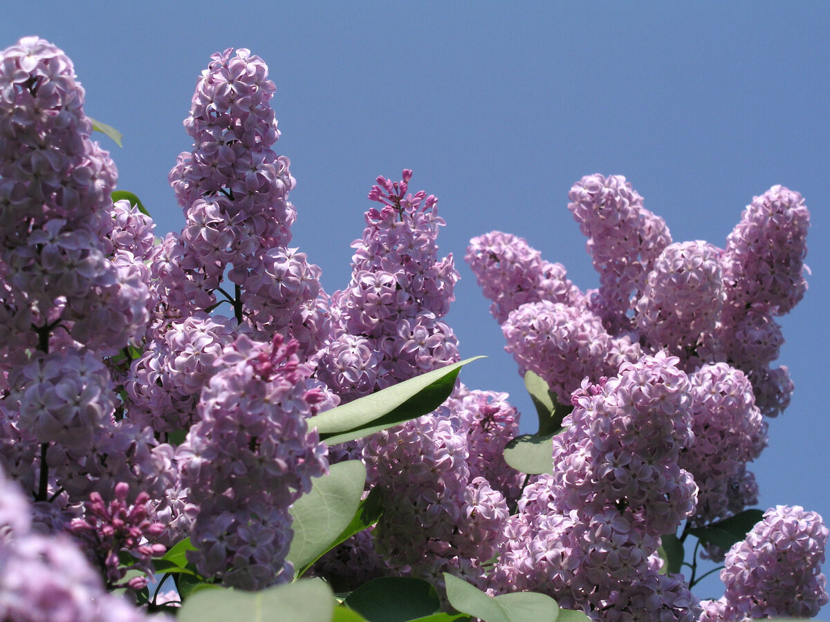   Цветение сирени — не просто праздник, это время года!