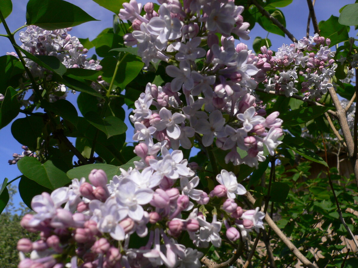    Утверждение, будто сирень нужно ломать, а не срезать, — очень вредный миф