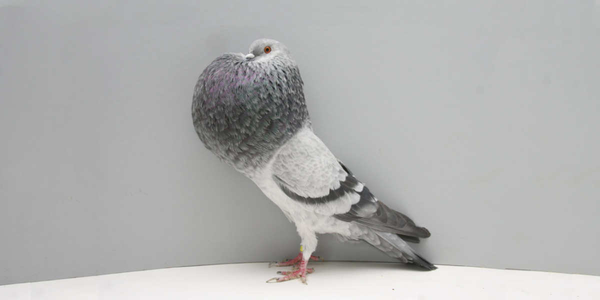 Источник: https://poknok.art/ 