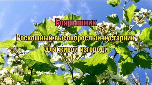 Боярышник очень хорош в качестве живой изгороди, пышно цветёт и даёт отличный урожай съедобных ягод