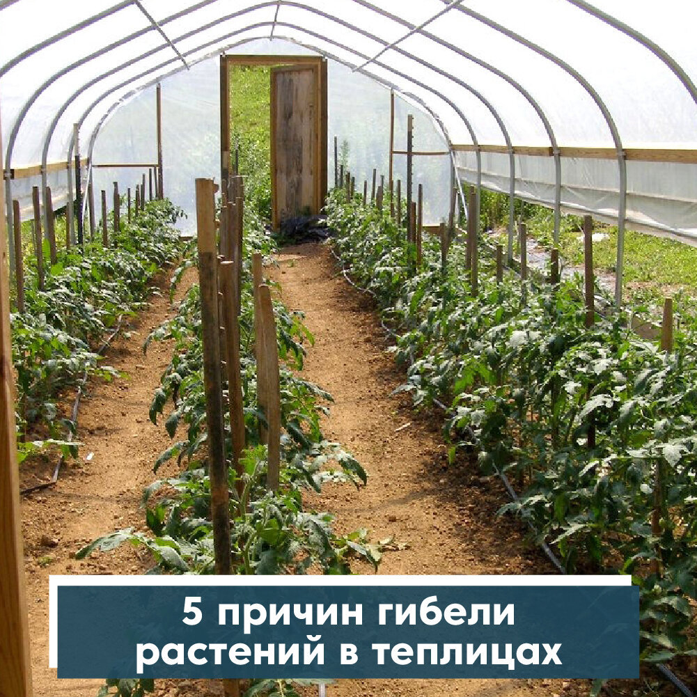 Добавьте описание