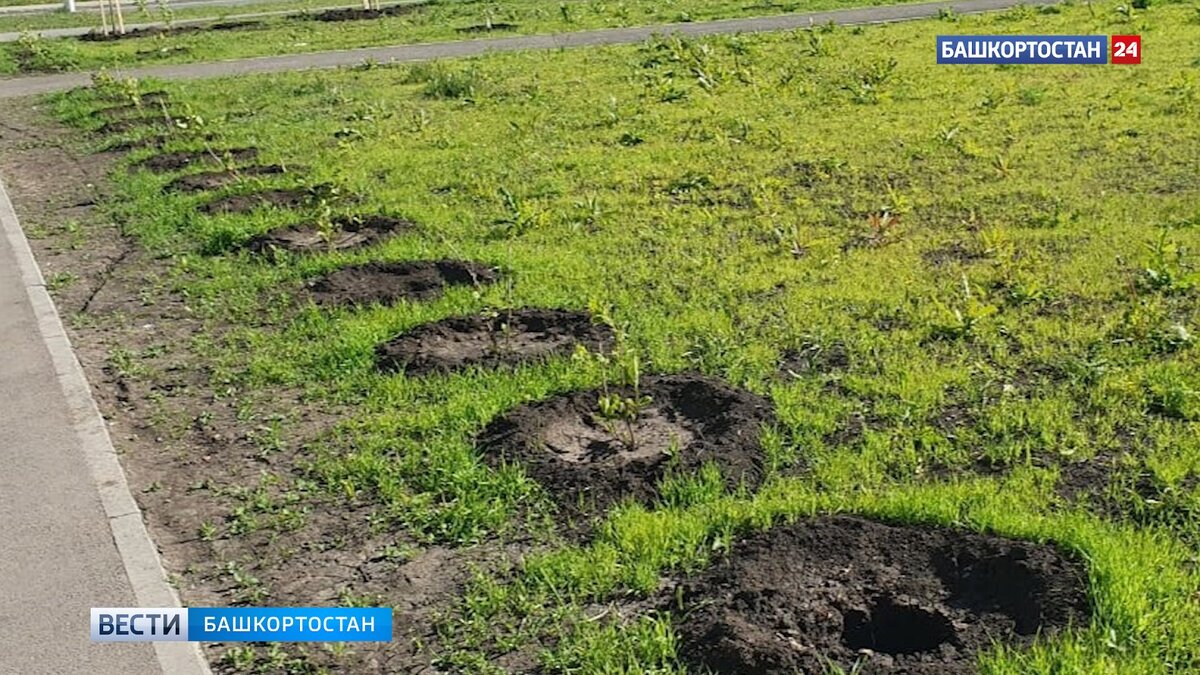    В Уфе неизвестные украли с новой аллеи саженцы гортензий