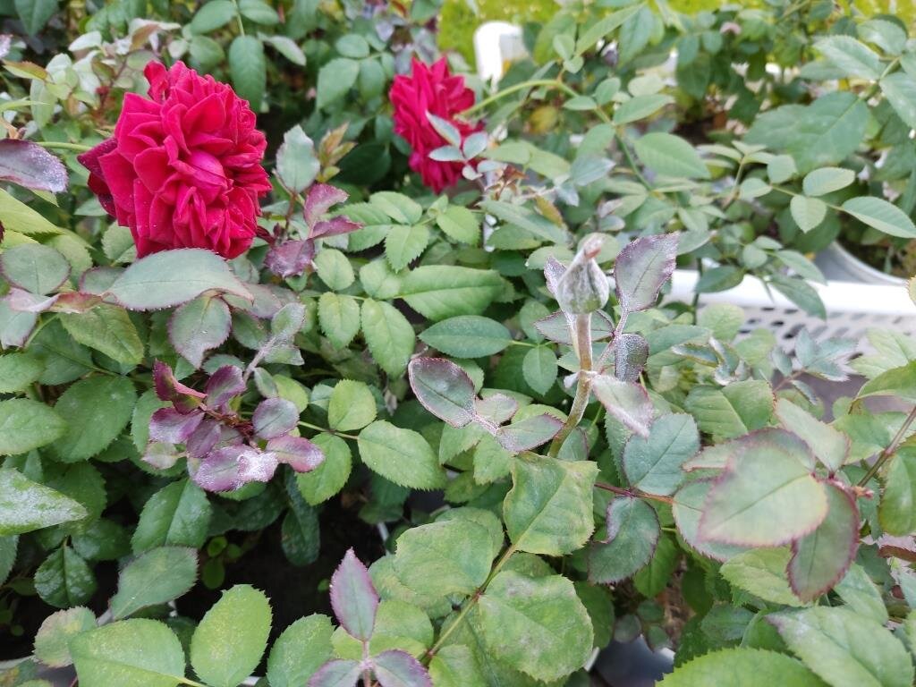 Мучнистую росу получила в подарок.