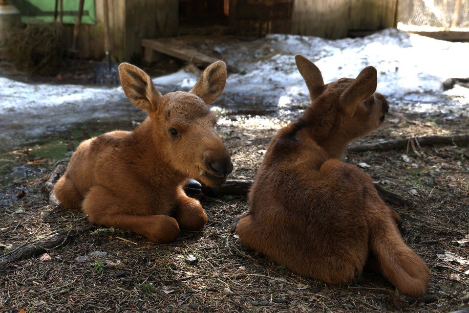    Спасённых в Печоро-Илычском заповеднике лосёнышей назвали Катя и Муся. Фото заповедника.