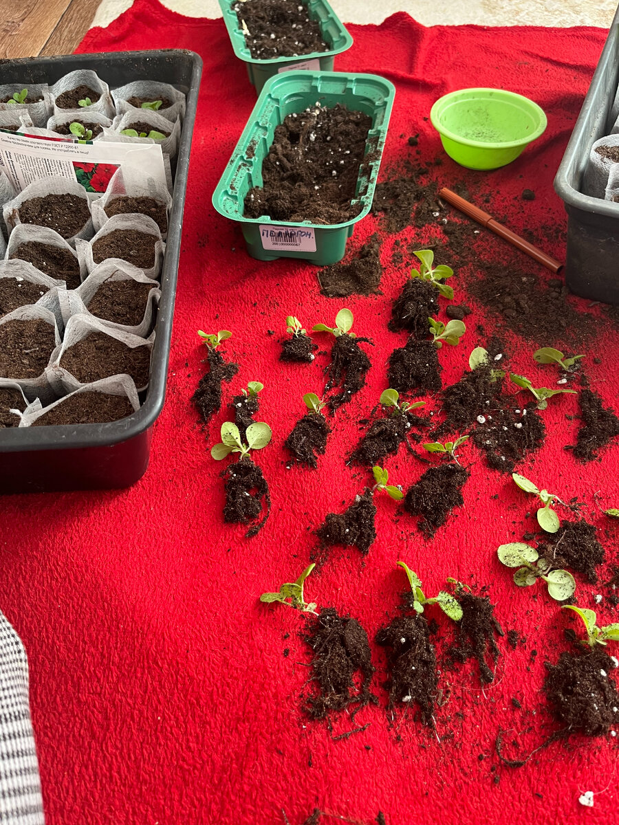 Рассада петуний