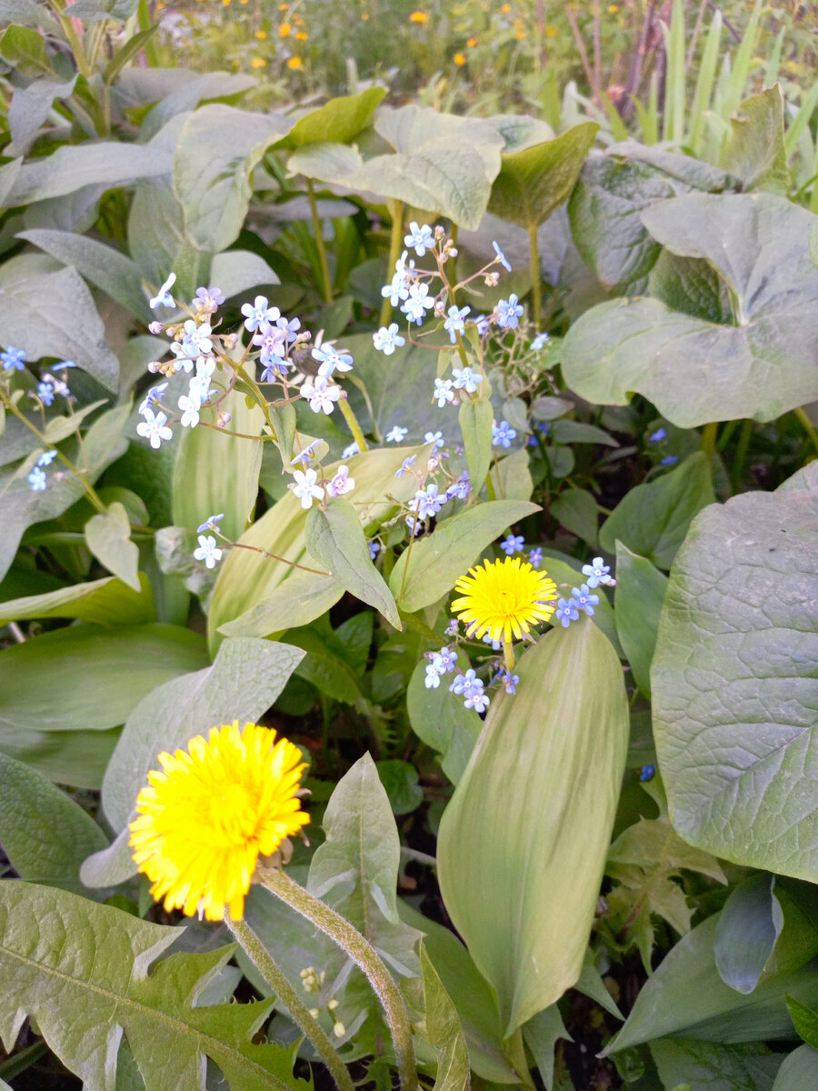 На Одуванчик можно смотреть как на сорняк, так и на красивый и полезный цветок. И воспринимать эту фотографию по разному. Желтый цвет - цвет тепла и солнышка, можно просто полюбоваться обычному одуванчику!