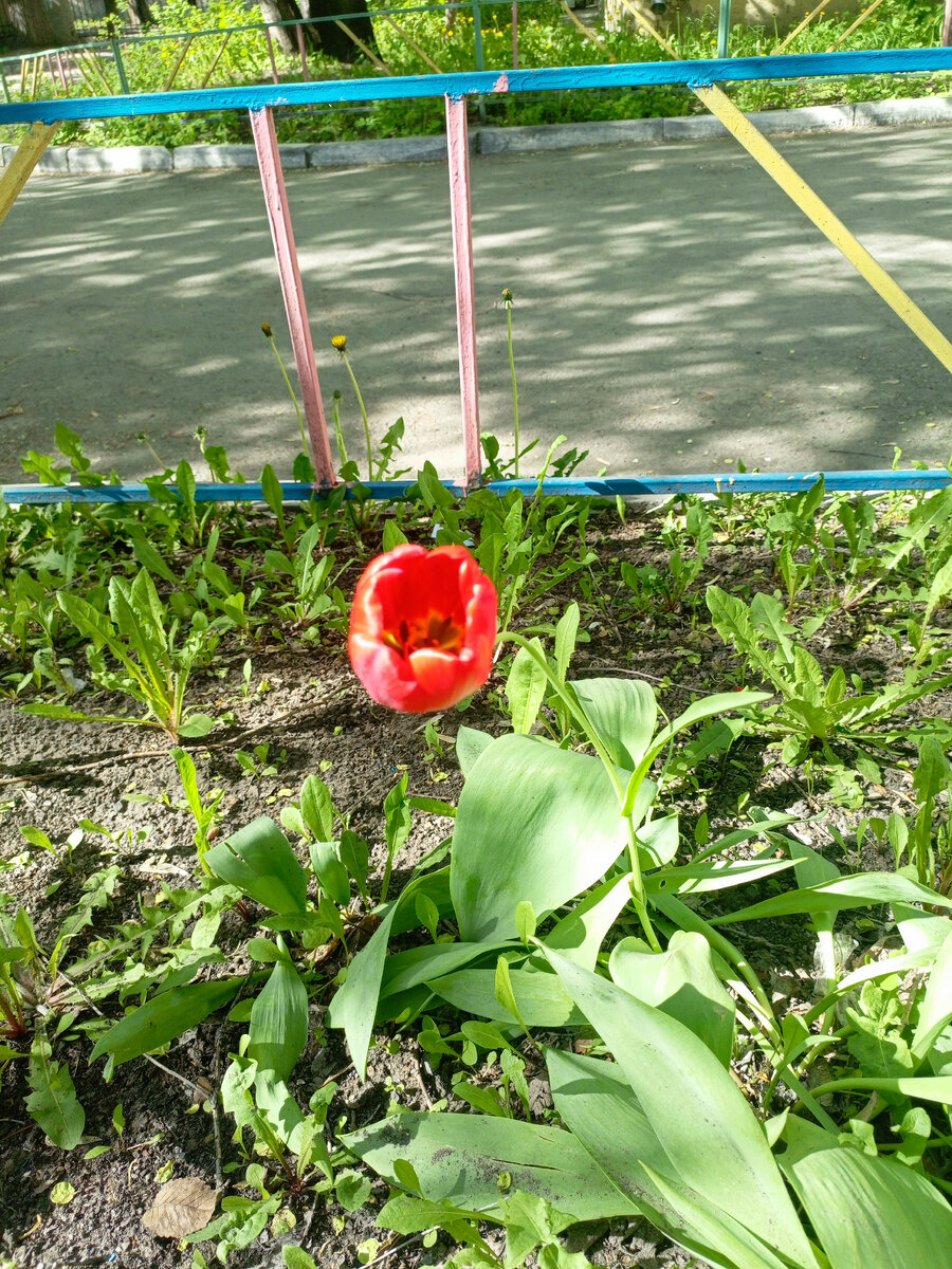 Тюльпан вырос во дворе! И теперь радует жильцов своей красотой!