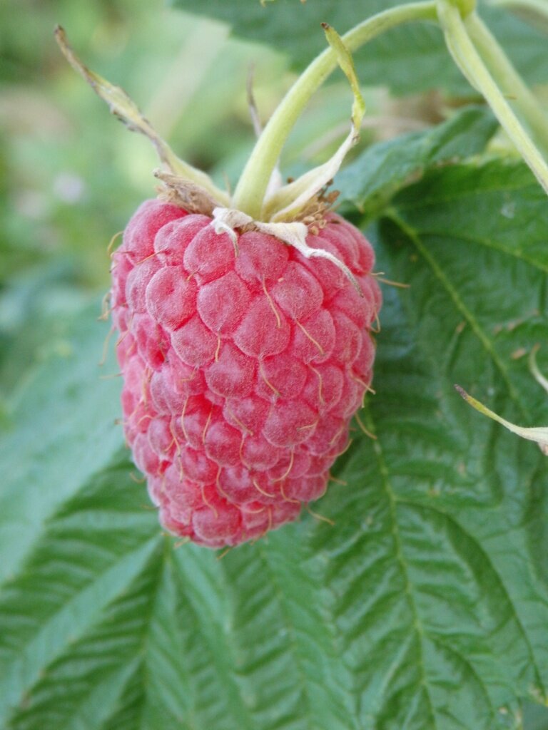  Малина бесшипая Патриция