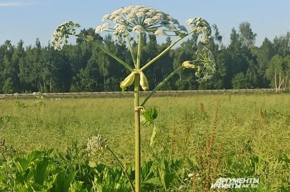    Борщевик: борьба продолжается.