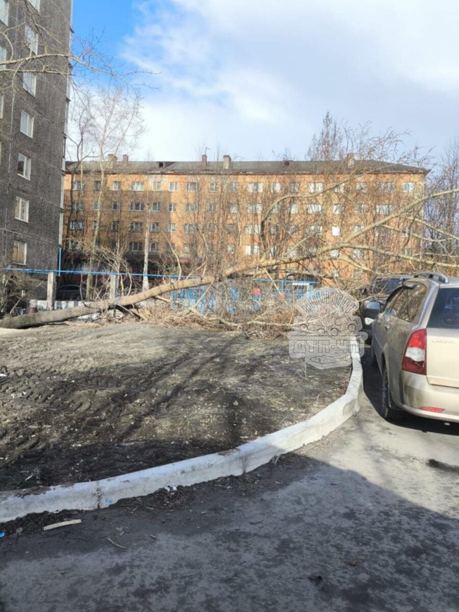 Дерево придавило припаркованную машину в Мурманске | Хибины | Дзен