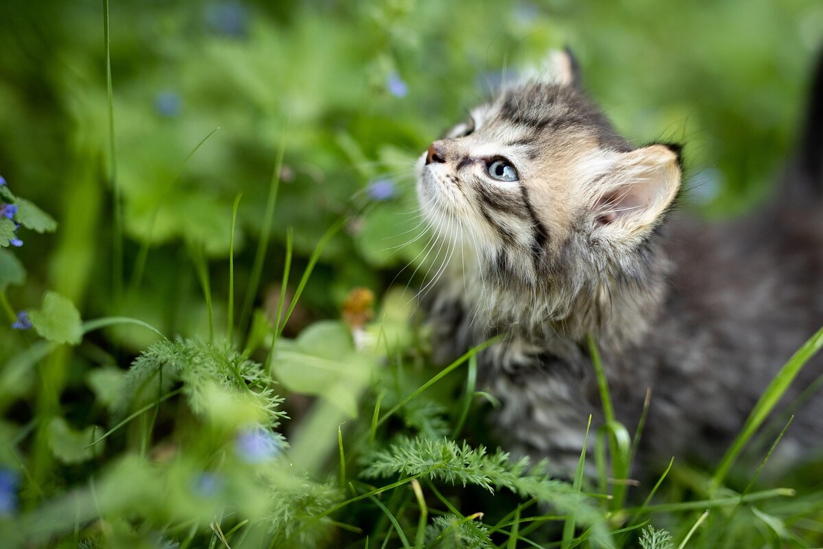 🐾Не вредно ли кошкам есть насекомых | Я — Кот! | Дзен