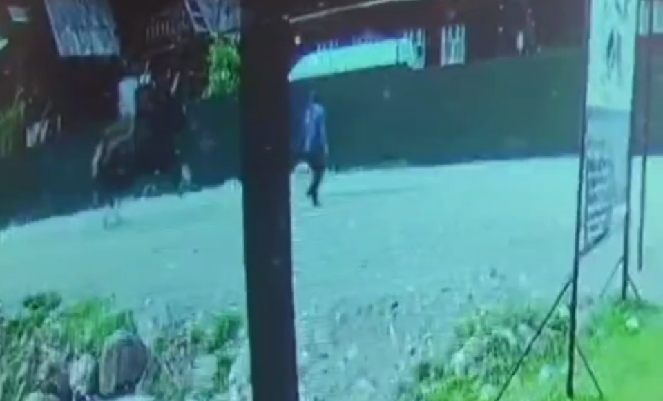    Лошадь на улице. Источник: скриншот из видео с Telegram-канала "Наш Алтай"