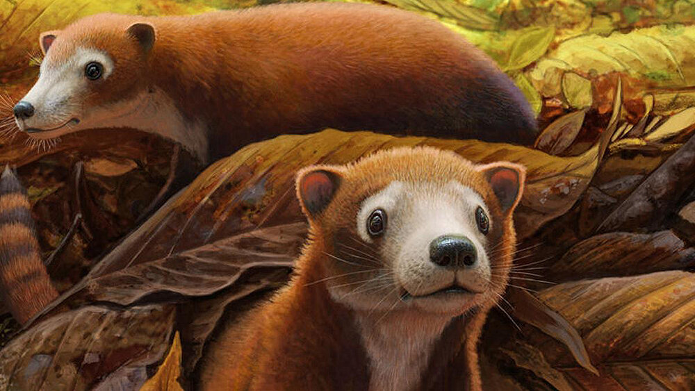    Фото: DENVER MUSEUM OF NATURE AND SCIENCE