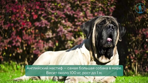 10 пород собак, которые вас покорят