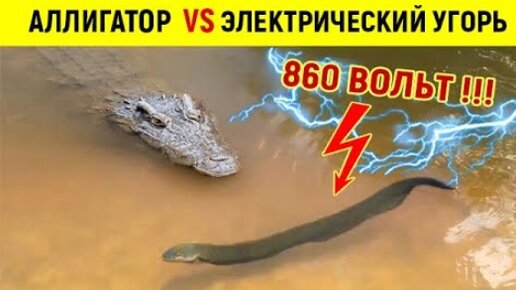 Аллигатор не подозревает, что эта рыба БЬЕТ ТОКОМ 860 Вольт!