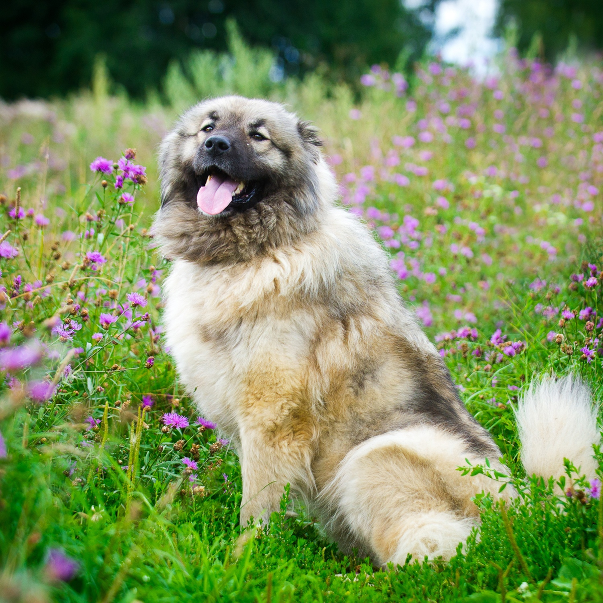 The TRUTH about the Caucasian Mountain Dog! Caucasian mountain dog, Russian bear