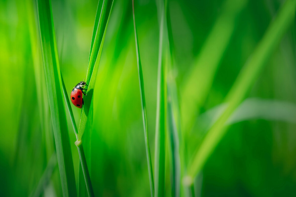 Картинка с бесплатного фотостока https://unsplash.com, автор Daniil Komov