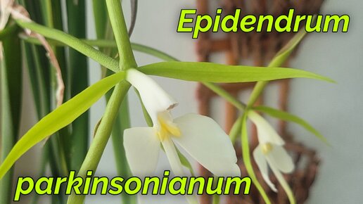 Epidendrum parkinsonianum очередное домашнее цветение.