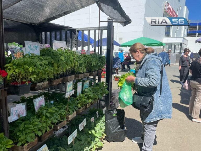    Дачные хлопоты. Сколько стоит рассада в Оренбурге Марина Шарт