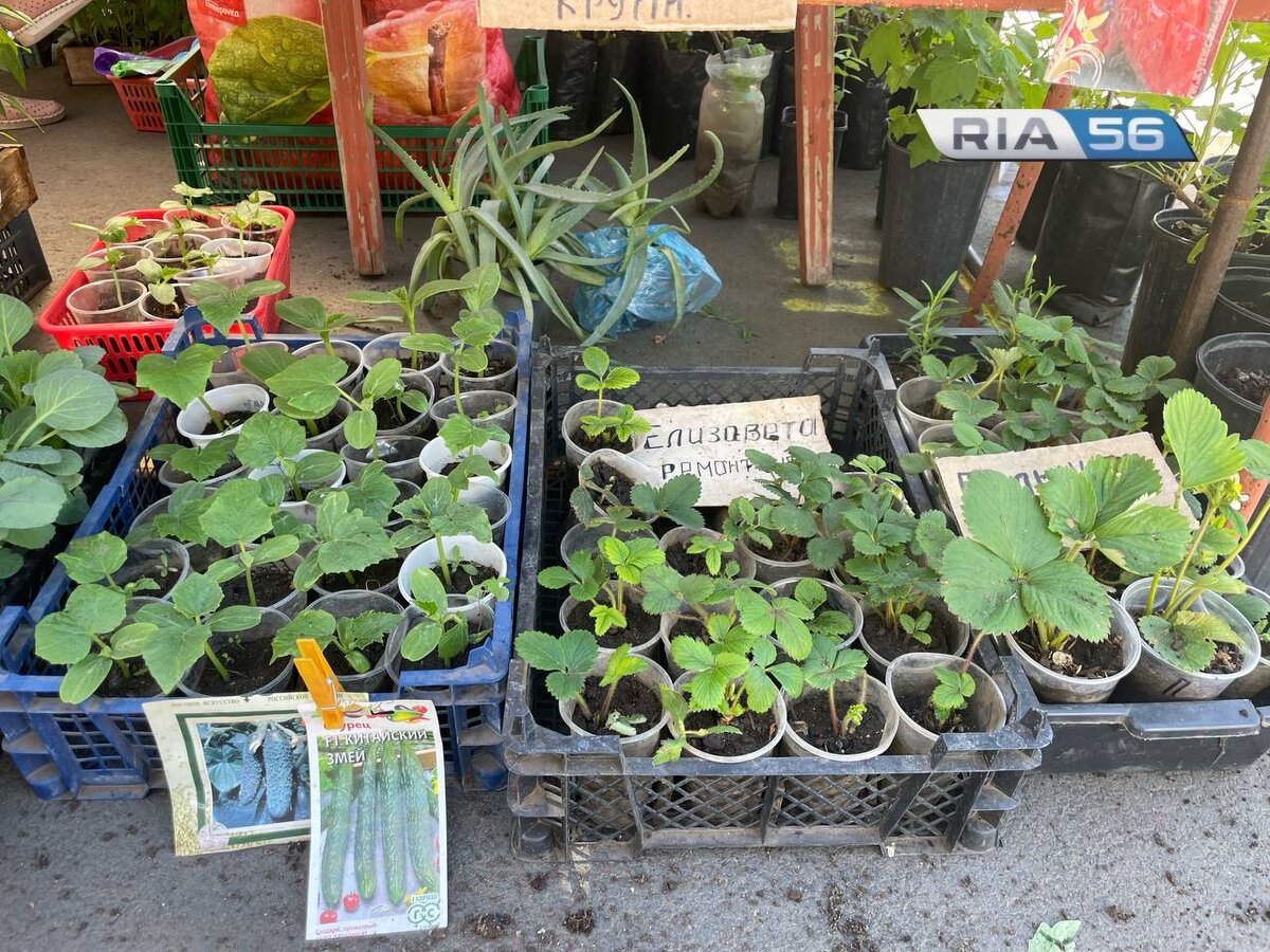  📷    Дачные хлопоты. Сколько стоит рассада в Оренбурге Марина Шарт