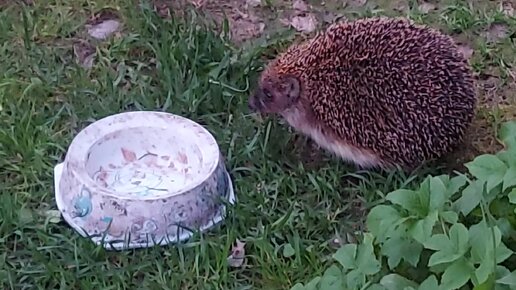 Угощаем ёжика красной рыбкой 🦔 съел голову горбуши и довольный умчался в лес по своим делам