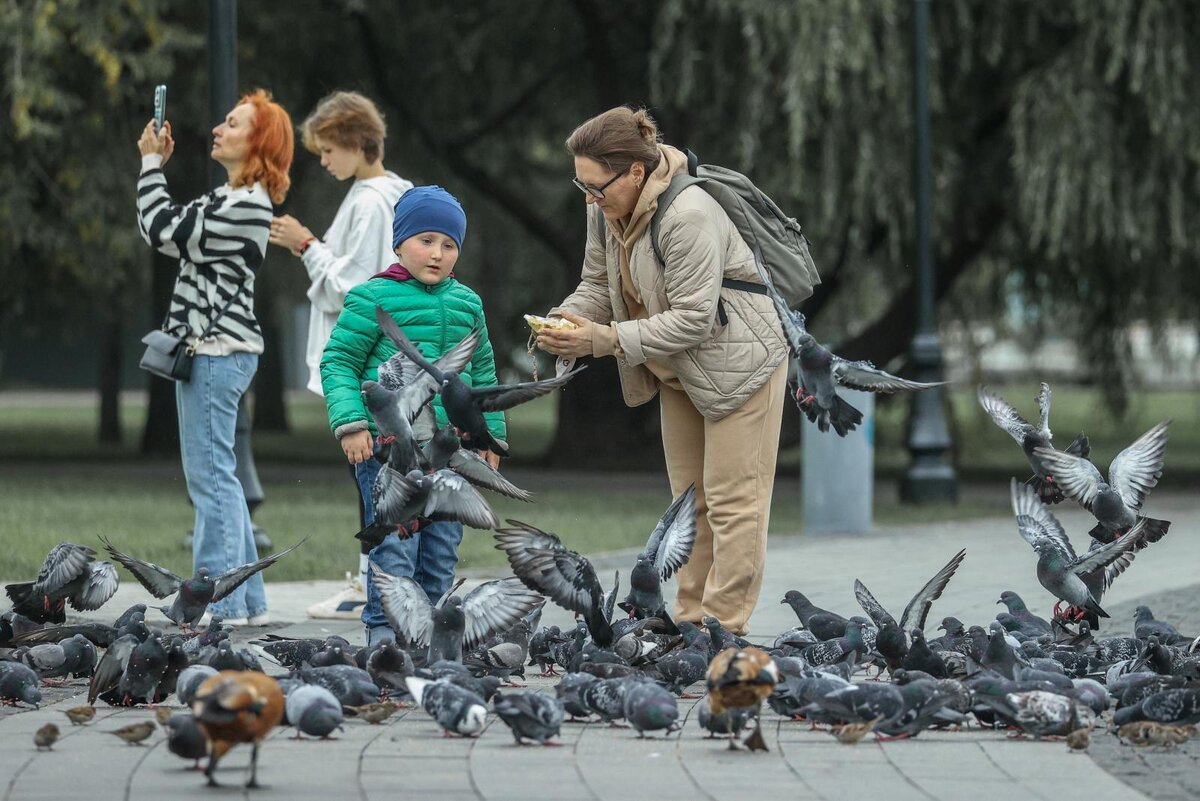 Почему мы не видим в городе маленьких голубей | Портал Городовой | Дзен