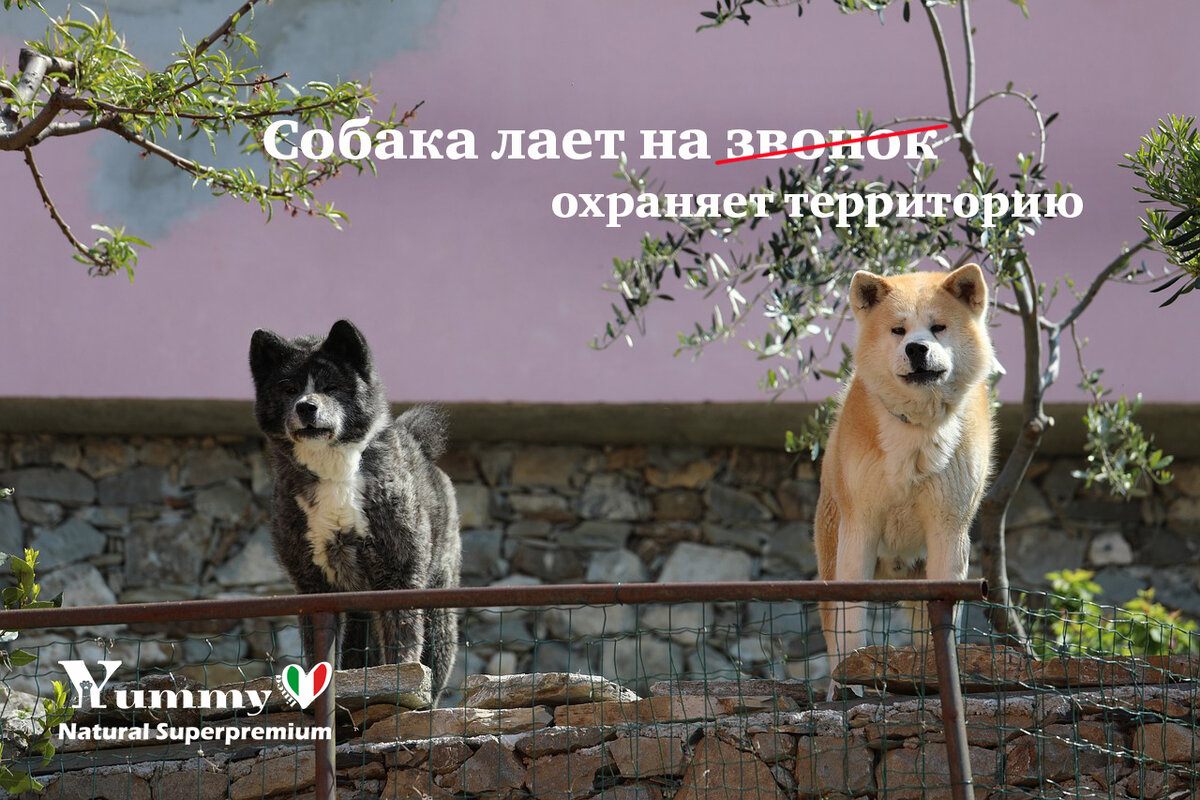 Сухой корм для собак Yummy Linea