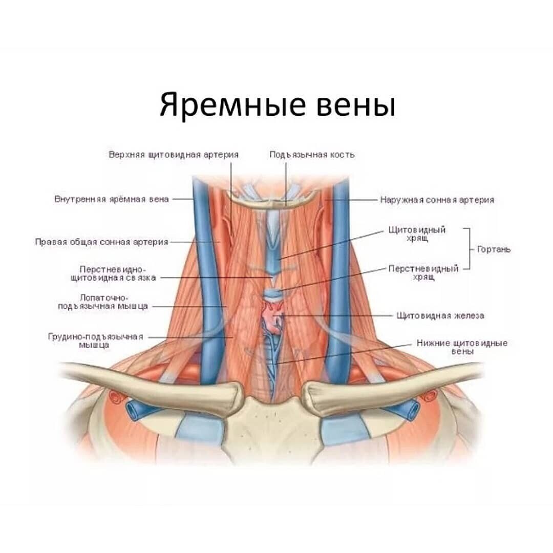 Что такое эктазия внутренней яремной. Внутренняя яремная Вена и Сонная артерия. Наружная яремная Вена анатомия.
