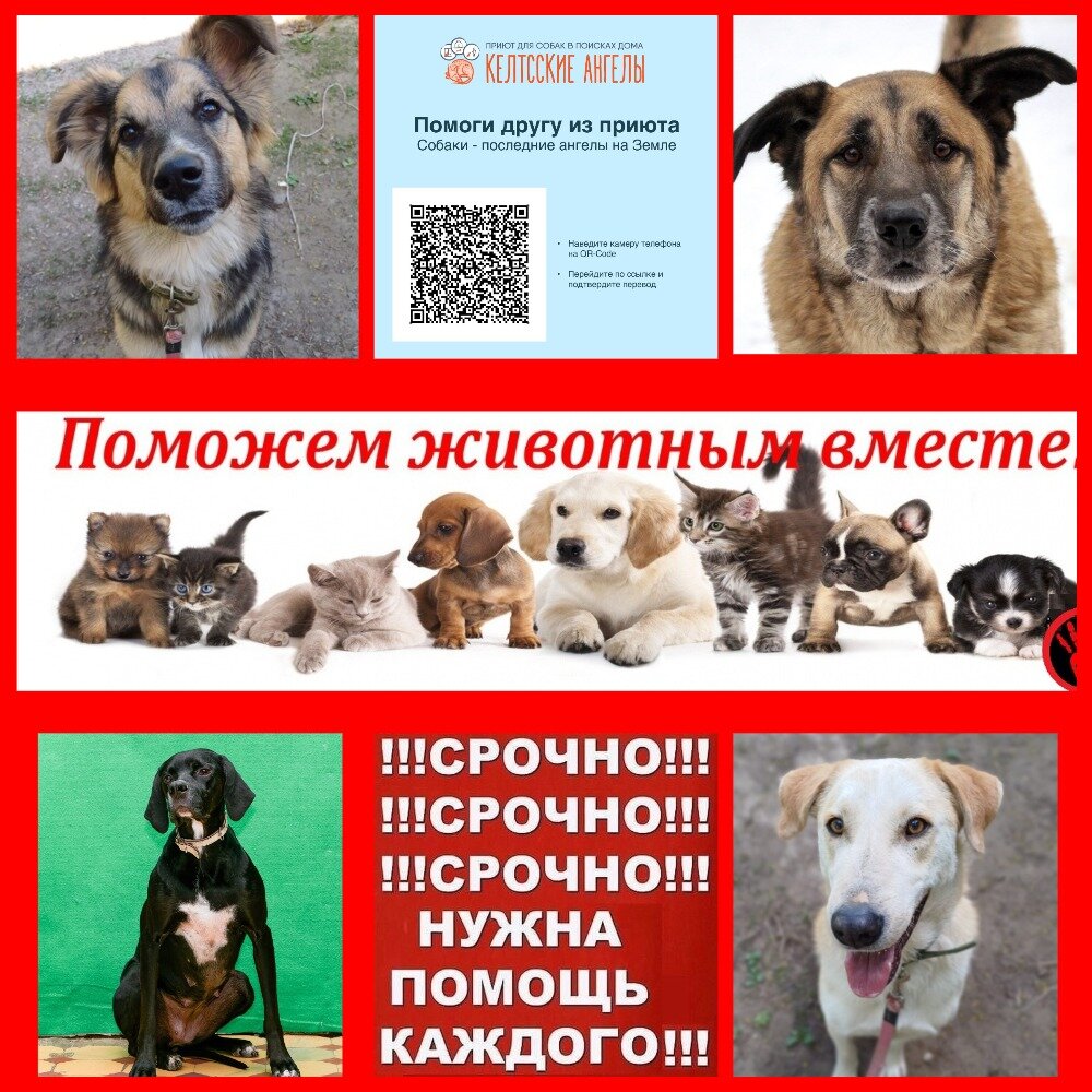 Очень нужна матпомощь на содержание 104 собак и 12 кошек
