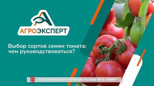 «Агроэксперт помогает»: чем руководствоваться при выборе сортов и семян томата