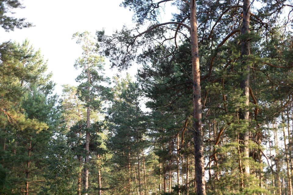    Лес. Деревья. Источник: Анна Меньшикова