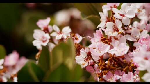 ASMR Звуки пения птиц. Саблиминал Передача мыслей, внушение. Человек сам выйдет на связь