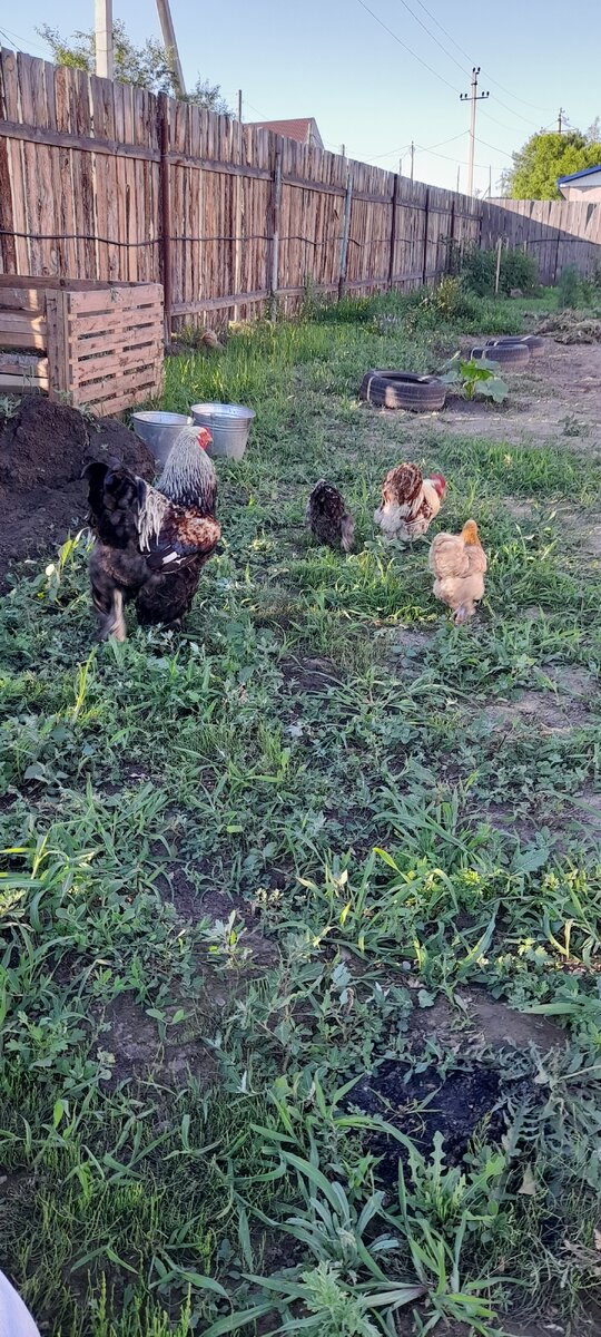 Петюня загоняет своих домой