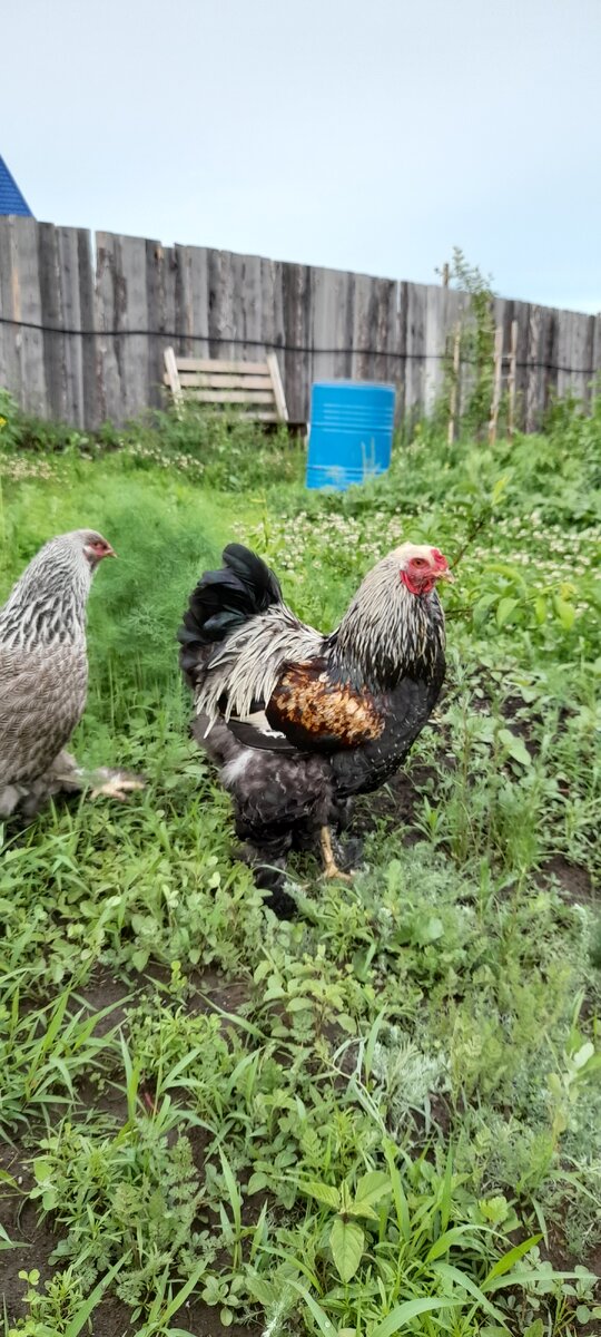 Лето-это маленькая жизнь!