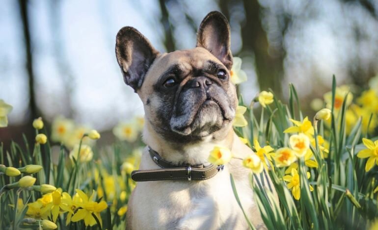 Цена щенка варьируется от 50 тыс. руб. до 100 тыс. руб. в зависимости от его родословной, возраста, класса, пола.