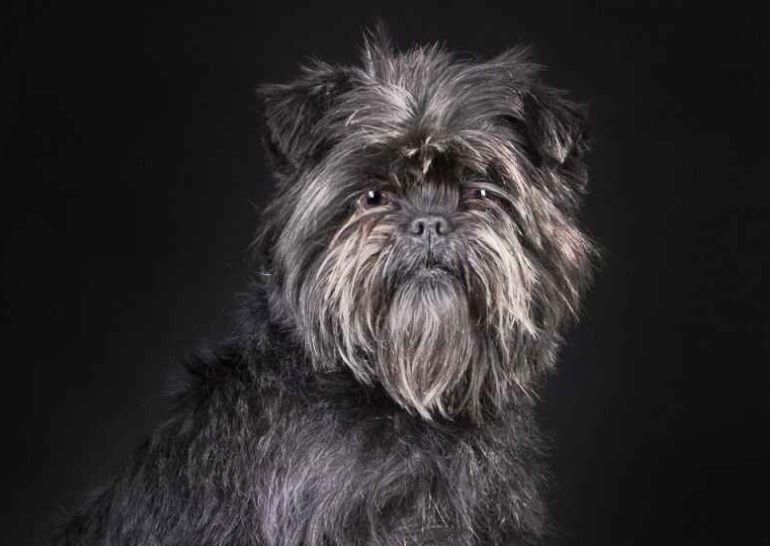  Аффенпинчер - имеют грубую шерсть и характерную бороду.