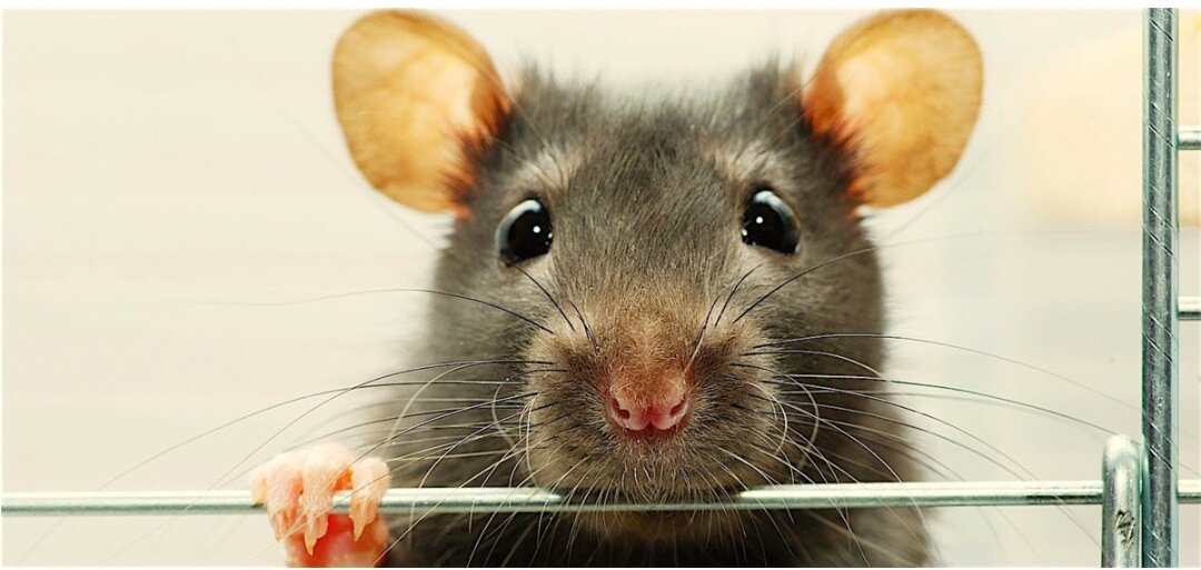 Милое фото из интернета 