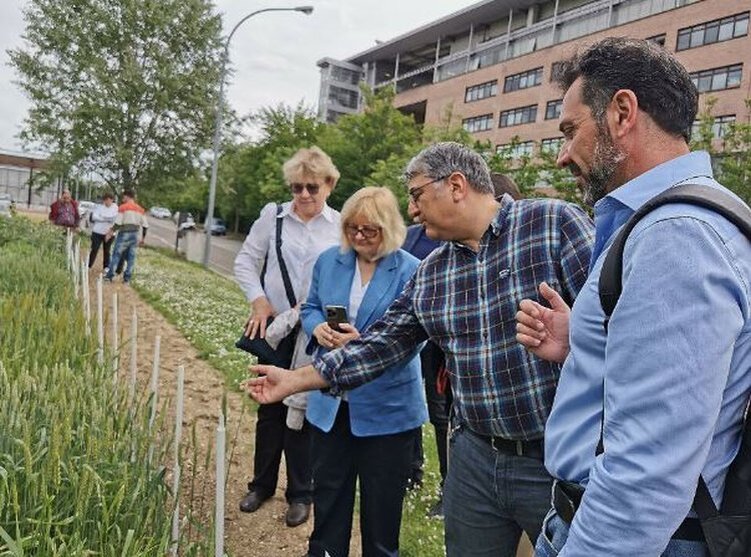     Российские и итальянские селекционеры твердой пшеницы обменялись опытом

