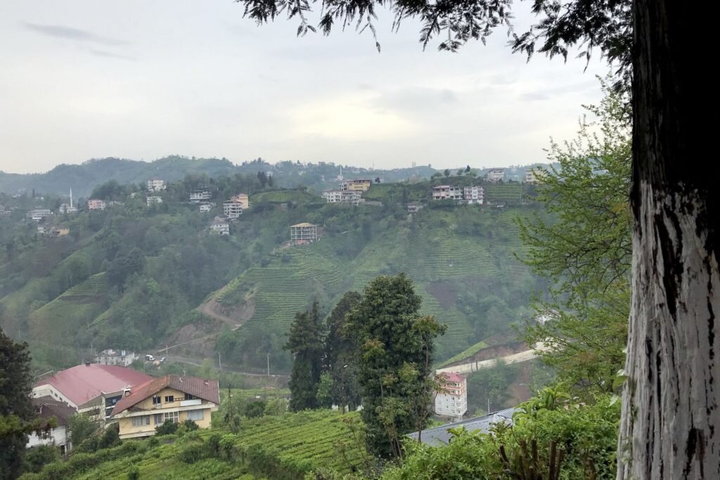 Чайные плантации в Ризе (Турция). © Ольга Никандрова