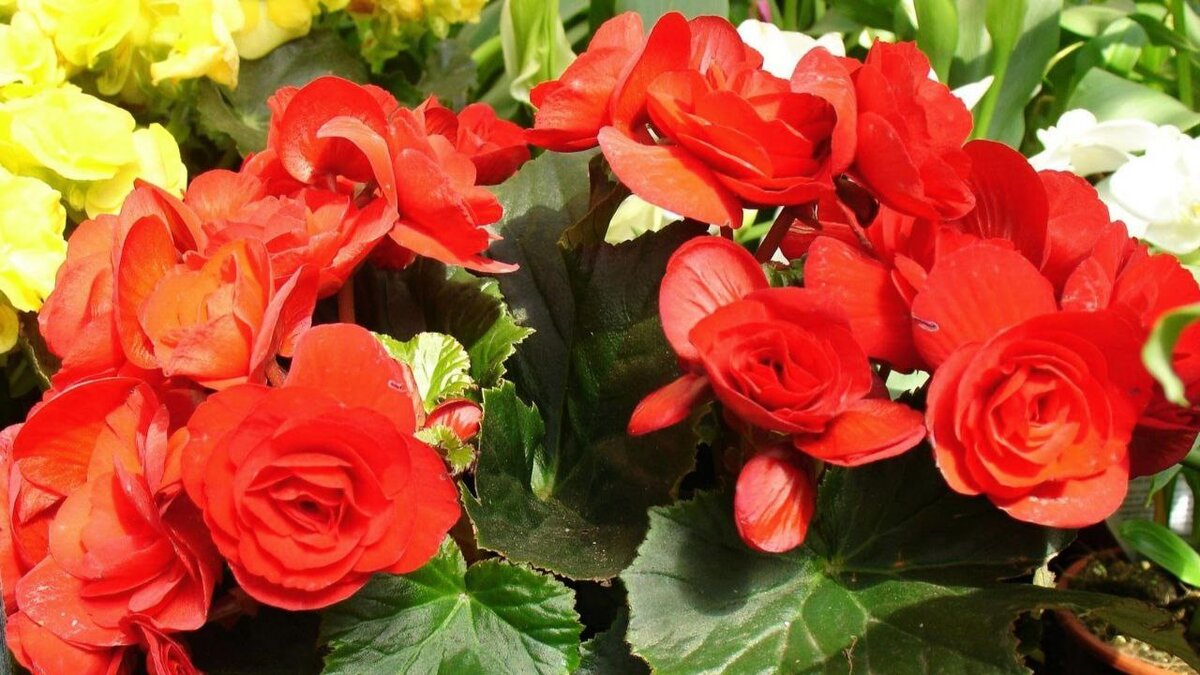 Бегонии часто дарят любителям растений, ведь растение практически всегда в продаже с бутонами, что создает ощущение праздника