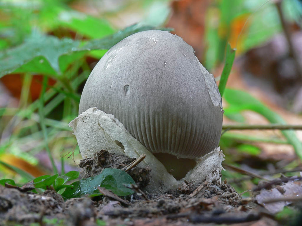 мухомор серебристый, фото Яндекс