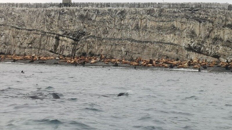 Остров Тюлений. Фото: @Anastasia Ukolova / idilesom.com