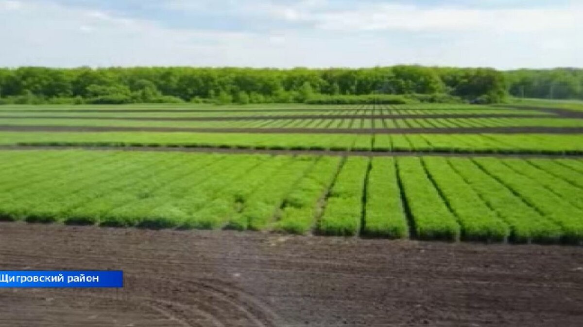    Экспорт семян сельхозкультур из Курской области вырос в 4 раза