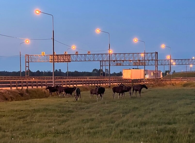 Стадо лосей было замечено рядом с Тверью неподалеку от Дмитрово-Черкасс