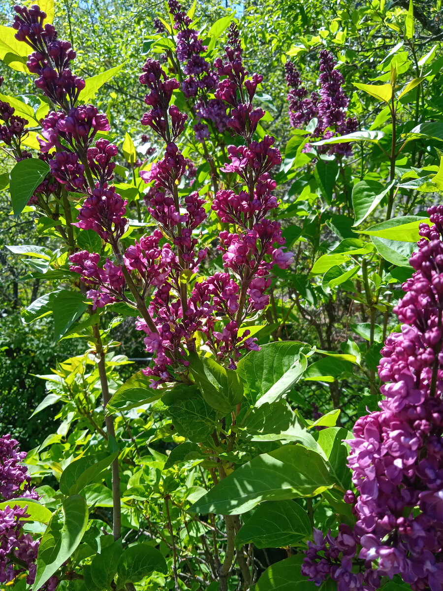 Сколько нужно посадить кустов сирени для полного счастья... | Источник ...
